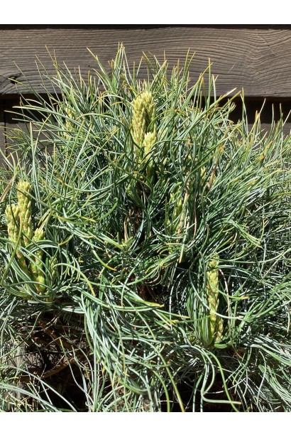 Гілки карликової сосні Tiny Curls із характерною кучерявою хвою та молодими пагонами. 